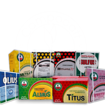 Linea completa